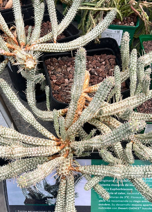 Euphorbia submammillaris variegata