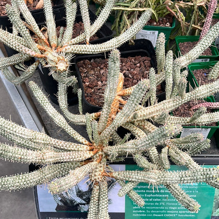 Euphorbia submammillaris variegata