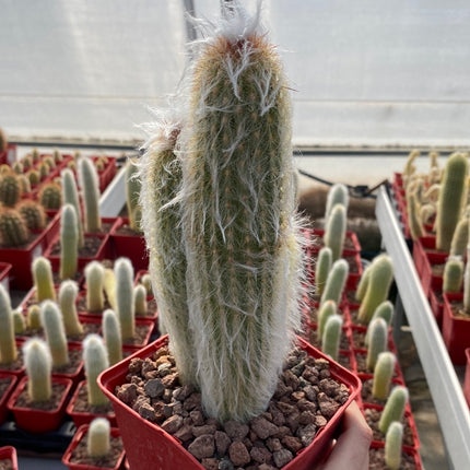 Austrocephalocereus dybowskii