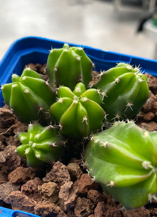 Echinocereus viereckii ‘Morricalli’