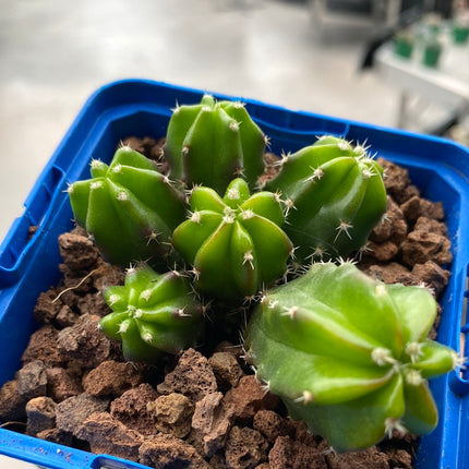 Echinocereus viereckii 'Morricalli'