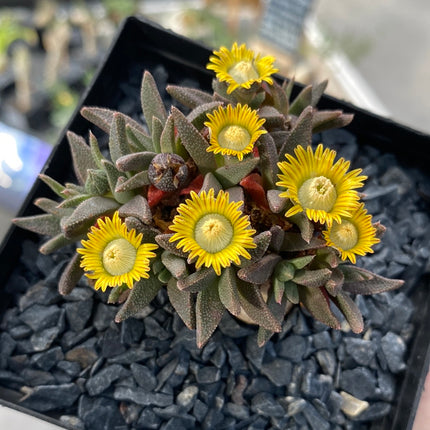 Aloinopsis rubrolineata