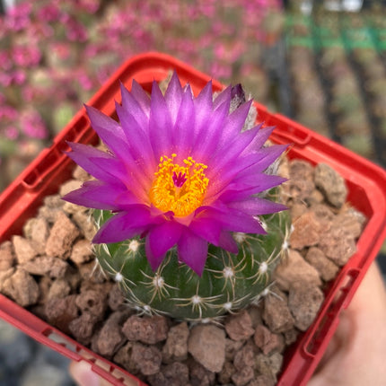 Notocactus uebelmannianus