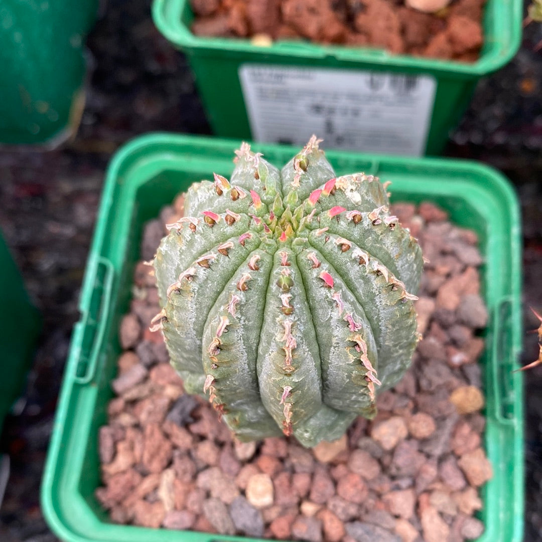 Euphorbia infausta