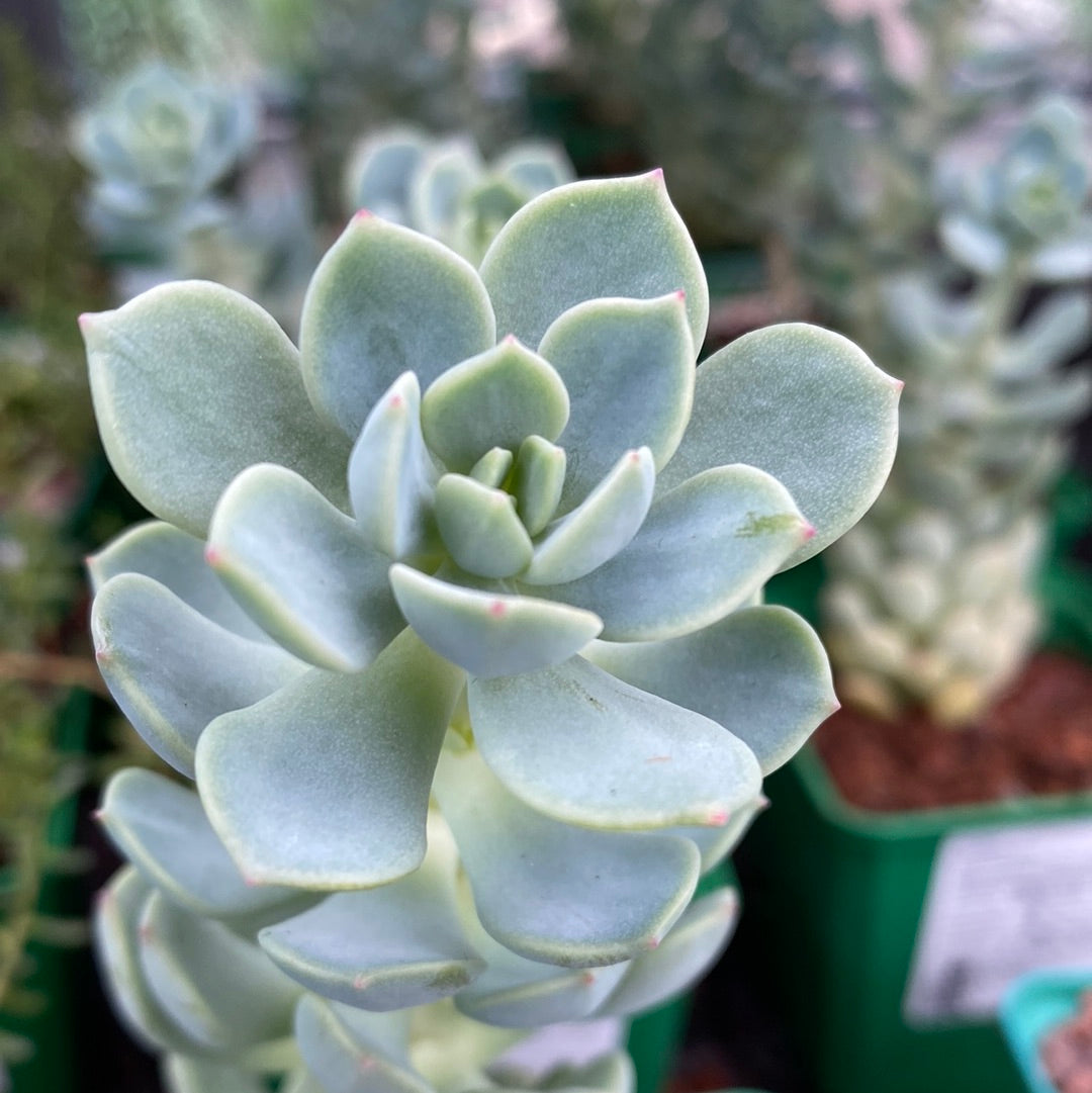 Sedum gypsophullum