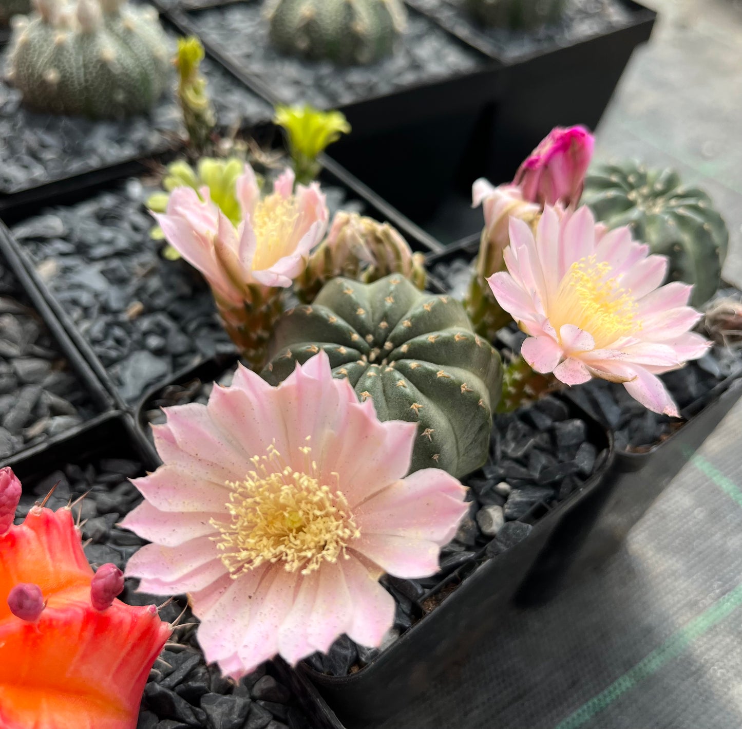 Echinocereus pulchellus