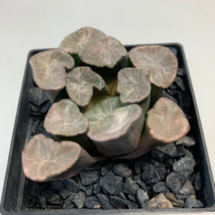 Haworthia maughanii 'Shirotae'