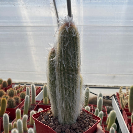 Austrocephalocereus dybowskii
