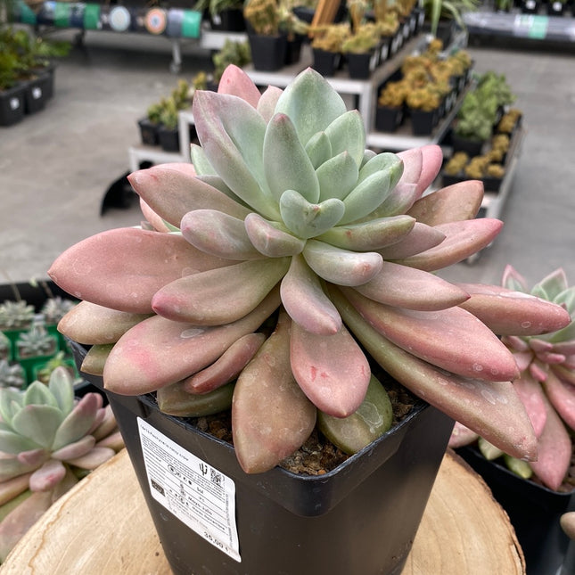 Pachyveria 'Rossy Crow'