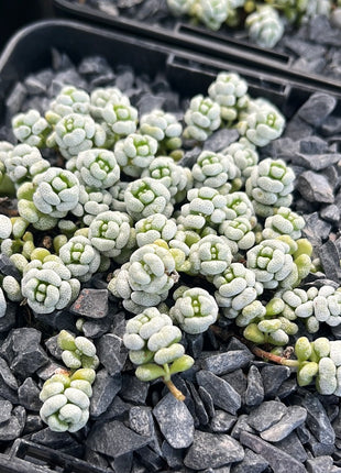 Crassula corallina