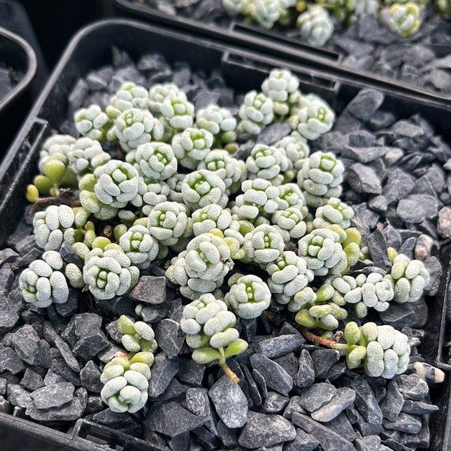 Crassula corallina