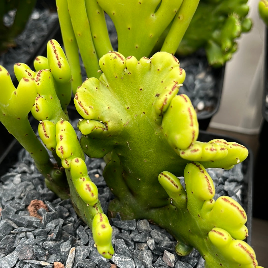 Euphorbia alluaudii cristata