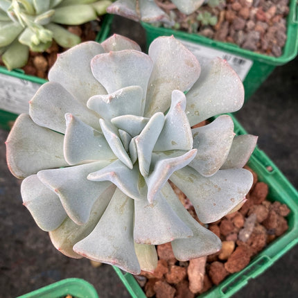 Echeveria 'Cubic Frost'