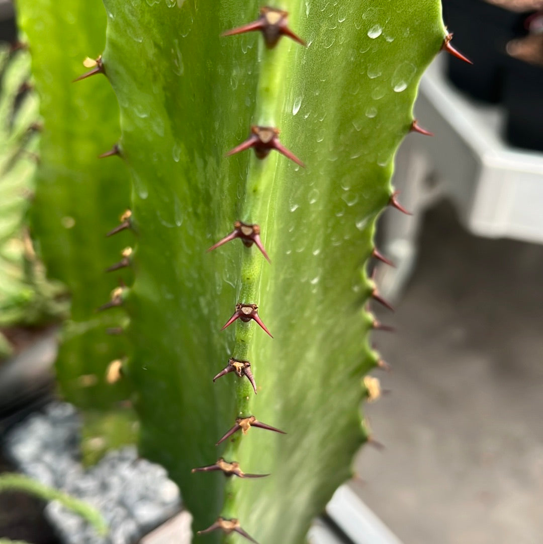 Euphorbia trigona