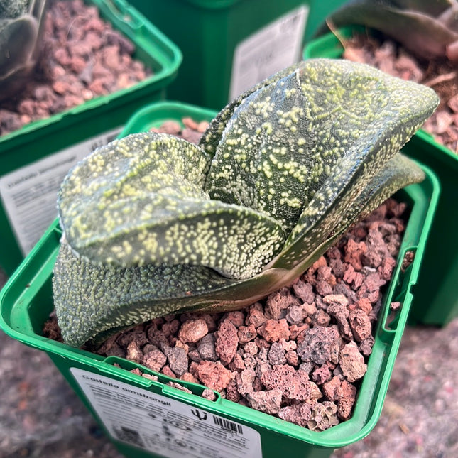 Gasteria armstrongii
