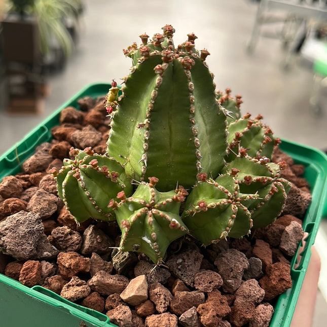 Euphorbia frankii