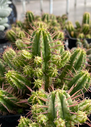 Euphorbia aggregata f. variegata