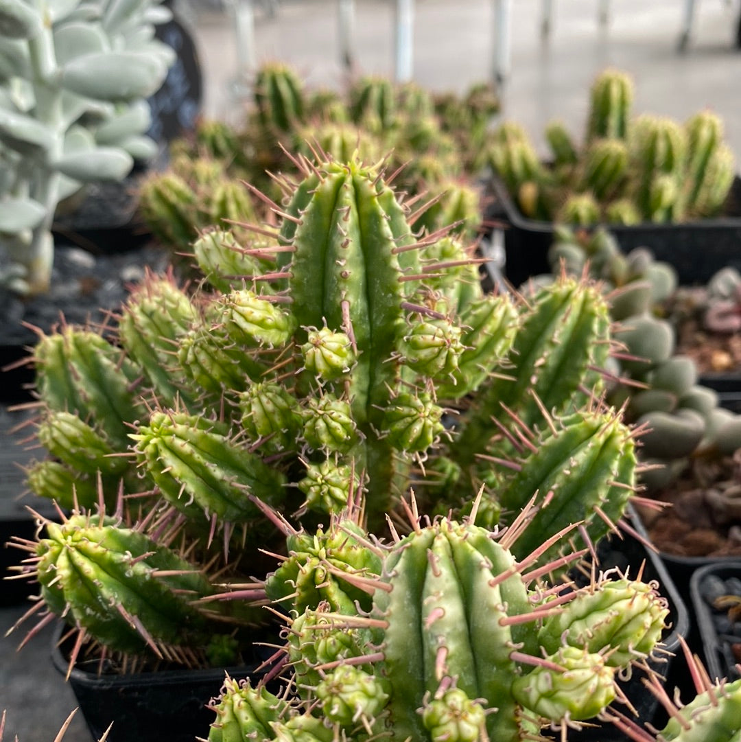 Bunte Euphorbia aggregata