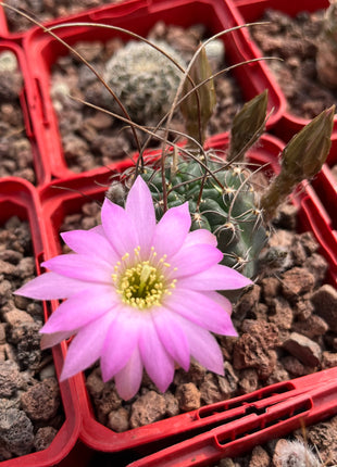 Lobivia arachnacantha aff
