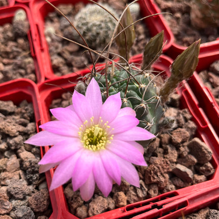 Lobivia arachnacantha aff