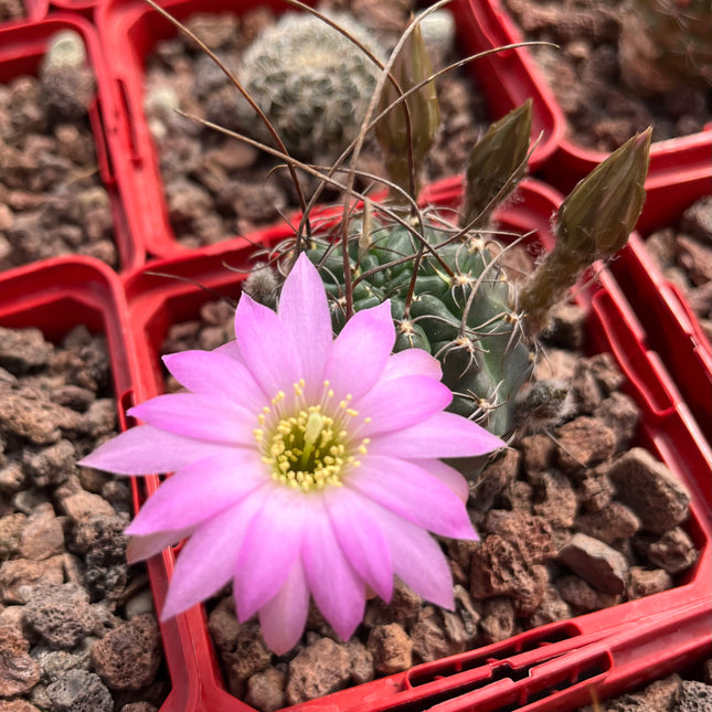 Lobivia arachnacantha aff