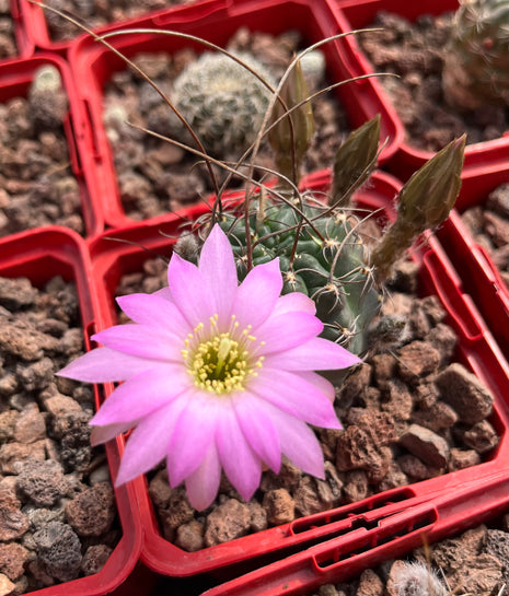 Lobivia arachnacantha aff