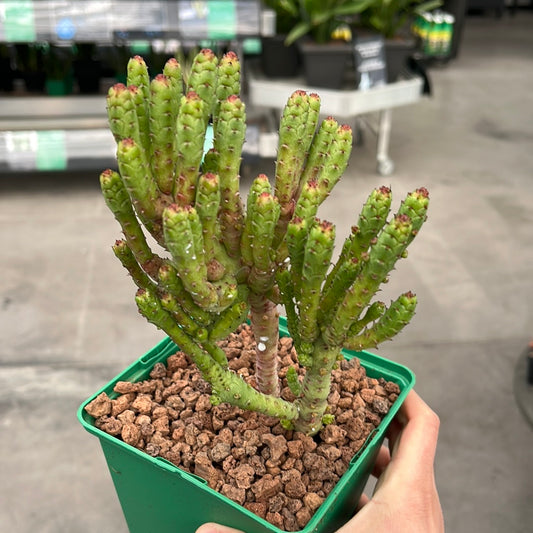 Euphorbia enopla monstrosa