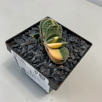 Gasteria 'Gracilis' f. variieren