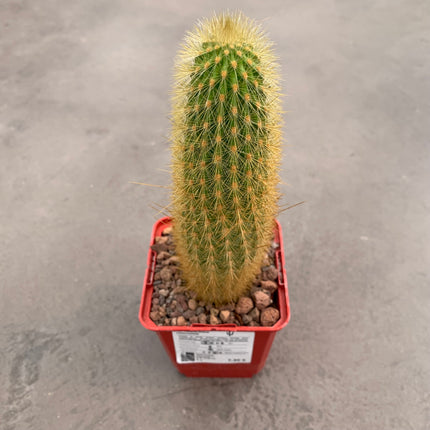 Pilosocereus chrysostele