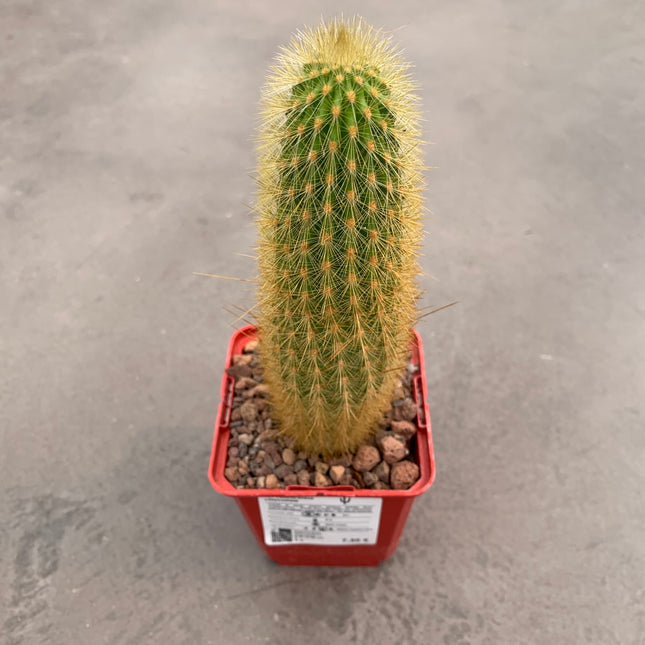 Pilosocereus chrysostele