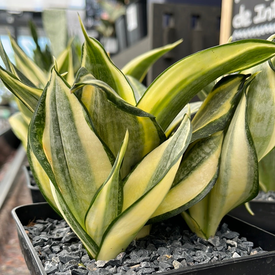 Dracaena trifasciata cv. bird nest