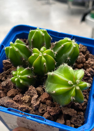 Echinocereus viereckii ‘Morricalli’