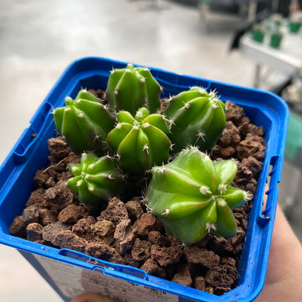 Echinocereus viereckii 'Morricalli'