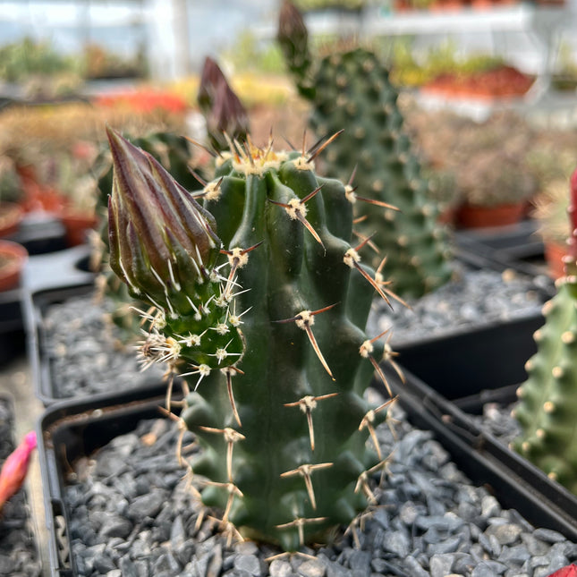 Echinocereus triglochidiatus