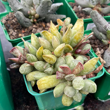Adromischus cooperi