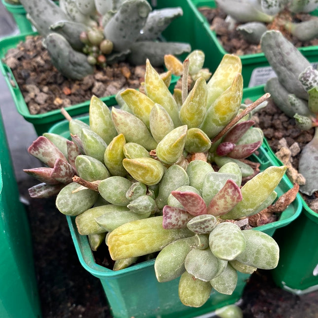 Adromischus cooperi