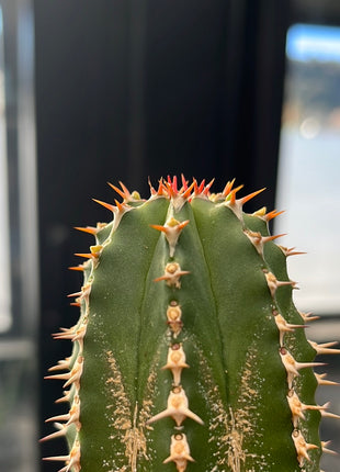Euphorbia echinus