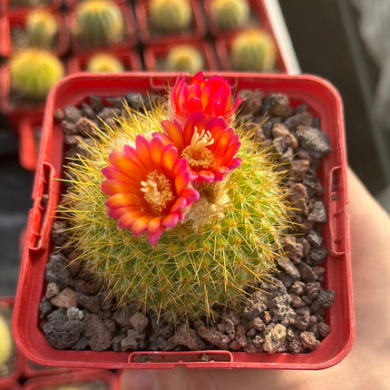 Acanthocephala haselbergii subsp. graessneri