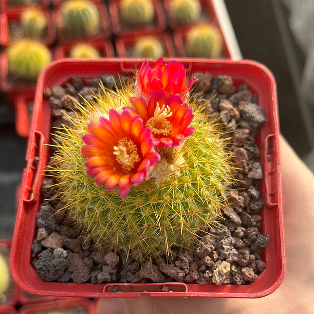 Acanthocephala haselbergii subesp. graessneri