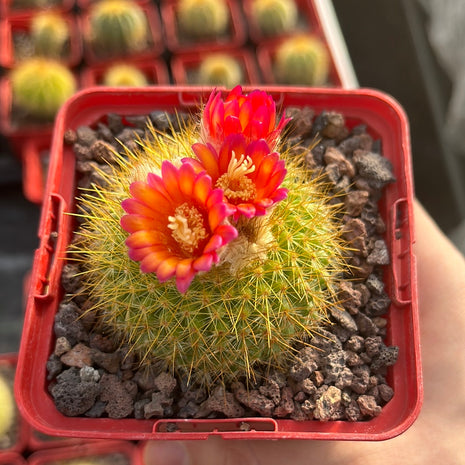 Acanthocephala haselbergii subsp. Graessneri