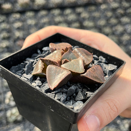 Haworthia 'Tropical Night'