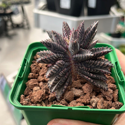 Kalanchoe daigremontiana