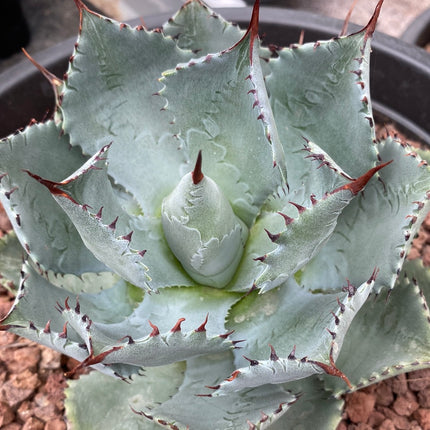 Agave potatorum “kichjokan”