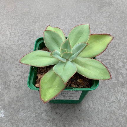 Echeveria fire and ice