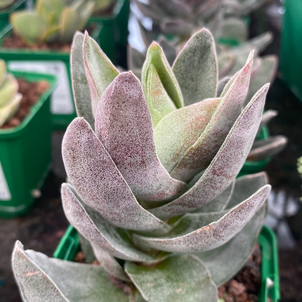 Crassula ‘Garnet lotus’