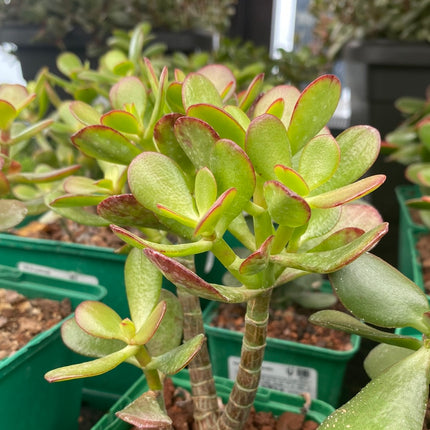Crassula ovata