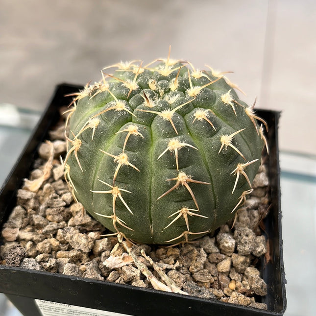 Gymnocalycium triacanthum