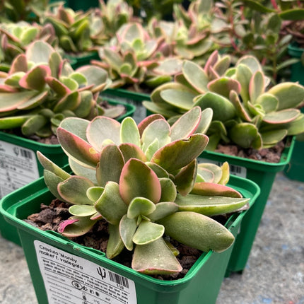 Crassula Money Maker f. variegate