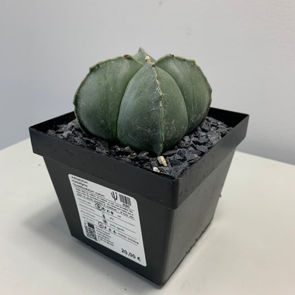 Astrophytum myriostigma 'Quadricostatum' nackt