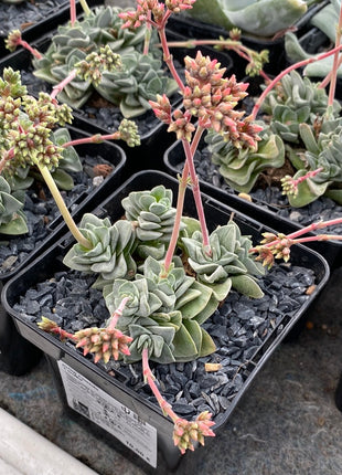 Crassula „Coralita“